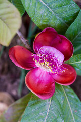 variety of plants from the Botanical Garden of Aswan Egypt