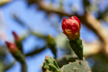 variety of plants from the Botanical Garden of Aswan Egypt