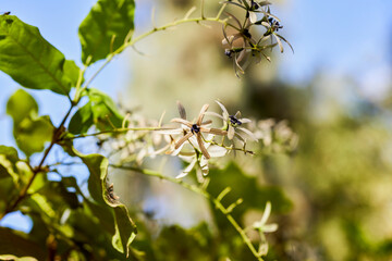 variety of plants from the Botanical Garden of Aswan Egypt