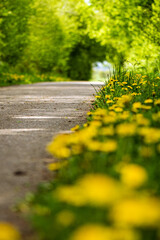 Wald, Blumen und mehr. Draussen ist es am schönsten.