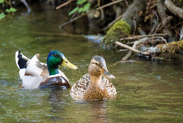 Enten schwimmend im Wasser - Bad Orb
