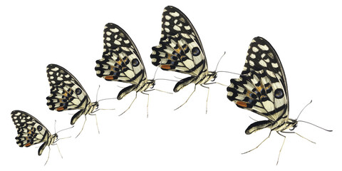 Butterfly isolated on white background