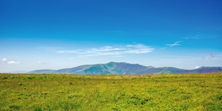 alpine mountain meadow in summer. beautiful landscape of carpathians on a bright sunny day at high noon