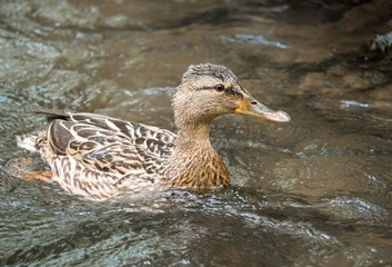 Ente im Wasser - Bad Orb