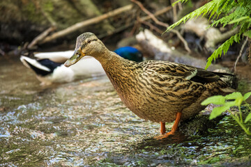 Ente im Wasser - Bad Orb