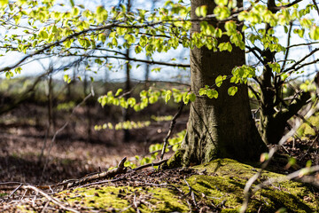 Wald, Blumen und mehr. Draussen ist es am schönsten.