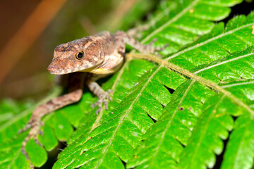 Anole Lizard, Anolis sp., Tropical Rainforest, Costa Rica, Central America, America