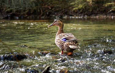 Ente im Wasser - Bad Orb