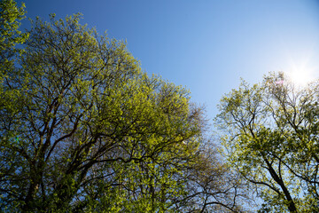 tree branches with young green leaves on a blue sky background
