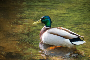 Ente im Wasser - Bad Orb