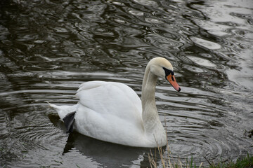 White swan swims in the spring pond with water circles.