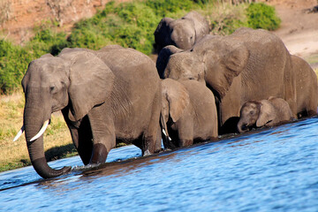 Elephant, Loxodonta africana, Chobe National Park, Botswana, Africa.
