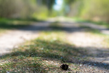 Wald, Blumen und mehr. Draussen ist es am schönsten.
