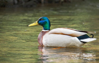 Ente im Wasser - Bad Orb