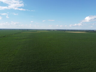 Huge cornfield on a sunny summer day, aerial view. Blue sky over green farm field, landscape.