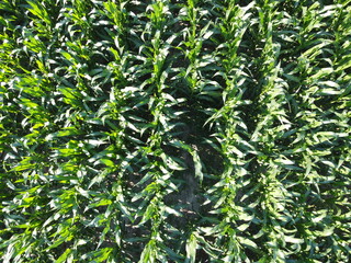 Extensive corn fields, top view. Green farm fields, landscape.
