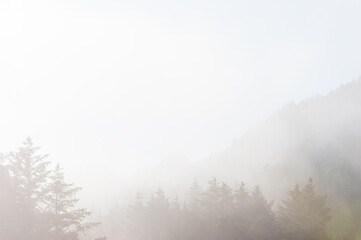 Fototapeta na wymiar Misty morning in forest, Norway