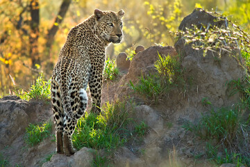 Leopard, Panthera pardus, Kruger National Park, South Africa, Africa
