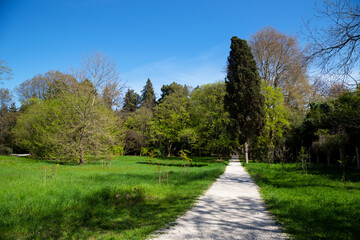 Green lawn and trees in the city park under the sunlight