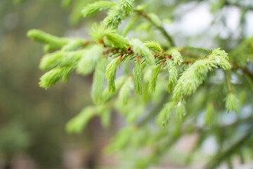 Tender fresh twigs of spruce and pine in drops of rain and dew in the park on a spring sunny day. High quality photo