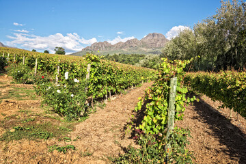 Fototapeta na wymiar Vineyard landscape of Stellenbosch, South Africa
