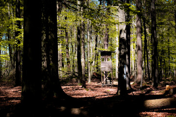 Wald, Blumen und mehr. Draussen ist es am sch&ouml;nsten.