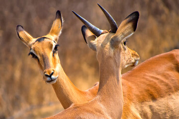 Impala, Aepyceros melampus melampus, Khama Rhino Sanctuary, Serowe, Botswana, Africa