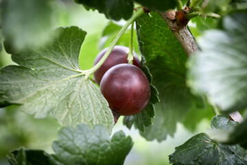 Ripe black currant on a branch close-up