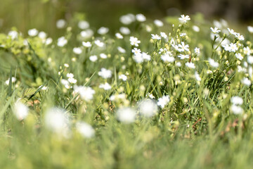 Wald, Blumen und mehr. Draussen ist es am sch&ouml;nsten.
