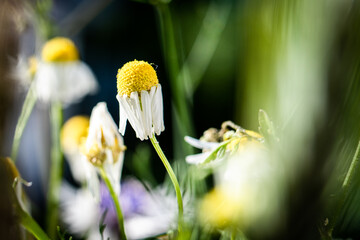 Wald, Blumen und mehr. Draussen ist es am sch&ouml;nsten.
