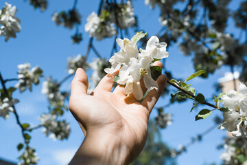 Hand holding white flowers on a branch, close-up. Blooming tree. White petals. Lovely little flowers on a branch against a blue sky. Fruit flowering tree. Springtime, sunny days.
