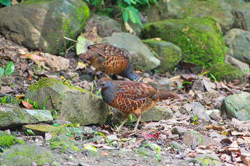 Taiwan Bamboo-Partridge(Bambusicola sonorivox) foraging among the mossy rocks.A slate-gray head and neck, dark orange throat, and rusty spots on sides and wings. Endemic to Taiwan.