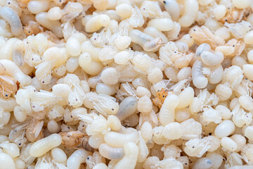 close up of Ant eggs and Larvae, They are soft, white color and juicy. most commonly eaten in northern and eastern Thailand, Thai people call it 