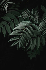 flower, nature, flowers