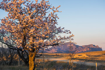 Blooming almonds