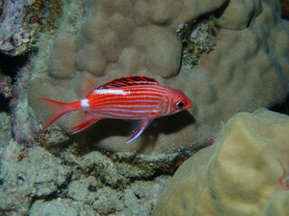 夜のニジエビス