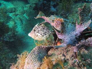 海藻の影からカワハギ