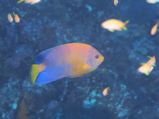 カラフルなレンテンヤッコ