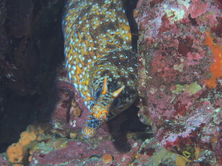 こちらを狙うトラウツボ