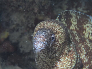 ぼーっとするウツボ