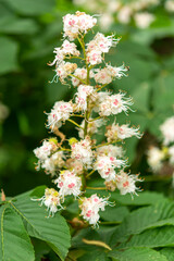 Chestnut color on wood