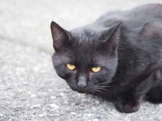 こちらを睨む猫