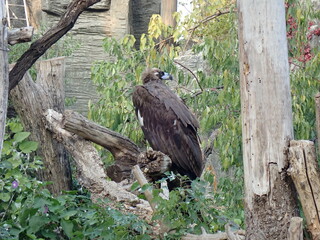 振り向くオオワシ