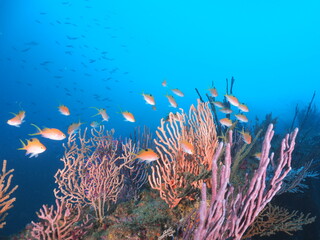 メスのサクラダイの群れ