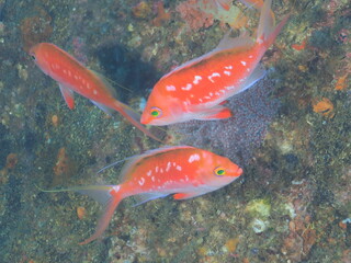 サクラダイのペア