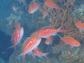 サクラダイの群れ