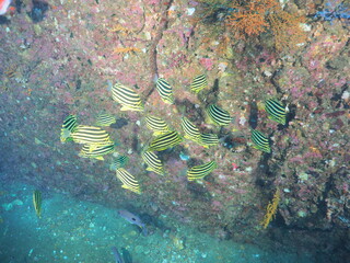 カゴカキダイの群れ