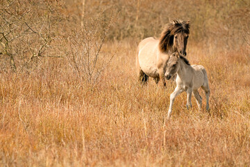 Naklejka na ściany i meble Mare and foal konik horse in a nature reserve, They walk in the golden reeds. Newborn leads the way