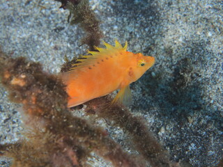 たたずむオキゴンベ