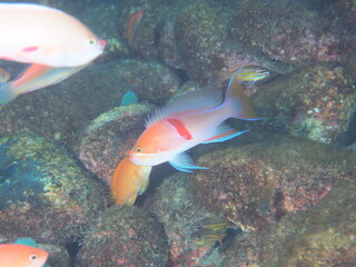 アカオビハナダイ